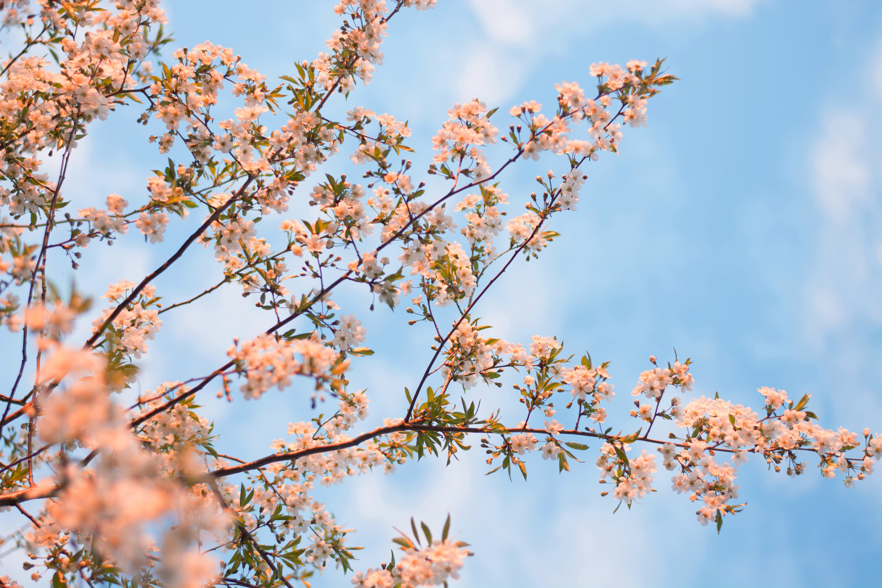 Flowering Tree